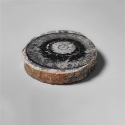 orthoceras-fossil-slice-n10255