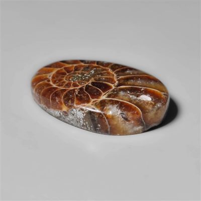 Ammonite Fossil Cabohcon