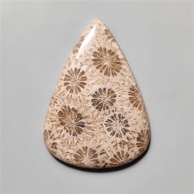 fossilised-coral-n10556