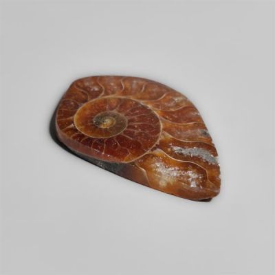 Ammonite Cabochon