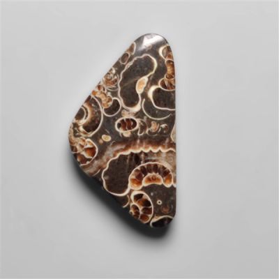 Rare Fossil Marston Marble Cabochon