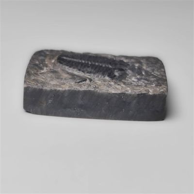 rare-trilobite-fossil-n13178