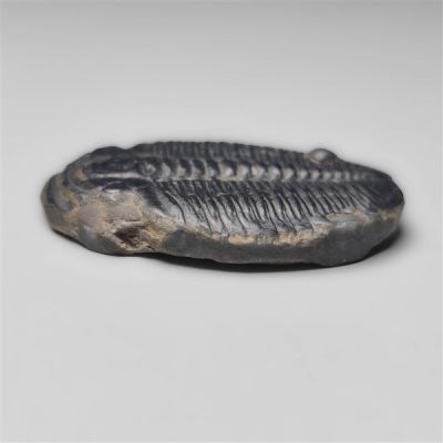 Rare Trilobite Fossil