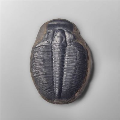 Rare Trilobite Fossil