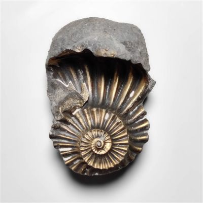 raw-pyritized-ammonite-negative-fossil-specimen-n14439