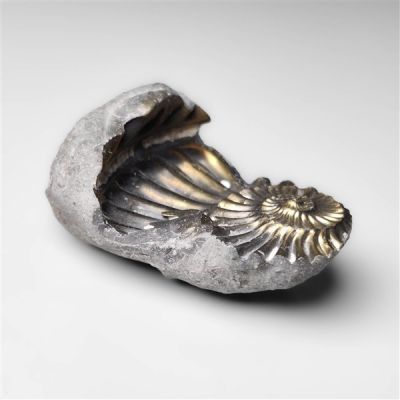 Raw Pyritized Ammonite Negative Fossil Specimen