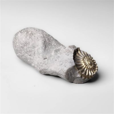 Raw Pyritized Ammonite Negative Fossil Specimen