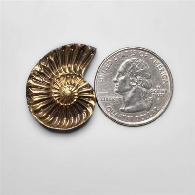 rare-pyritized-ammonite-fossil-negative-n14941