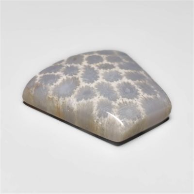 fossil-coral-n15380