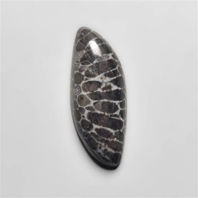 black-fossil-coral-n16649