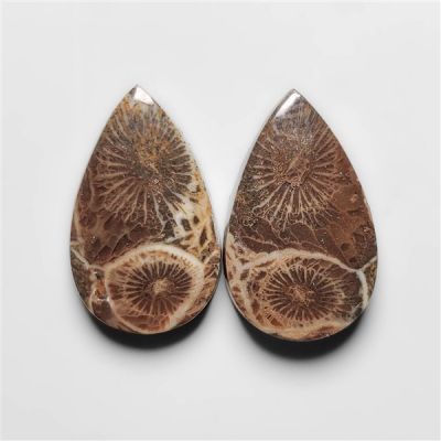 Moroccan Fossil Coral Pair