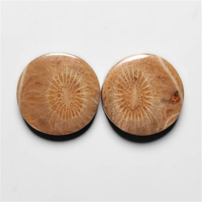 Moroccan Fossil Coral Pair