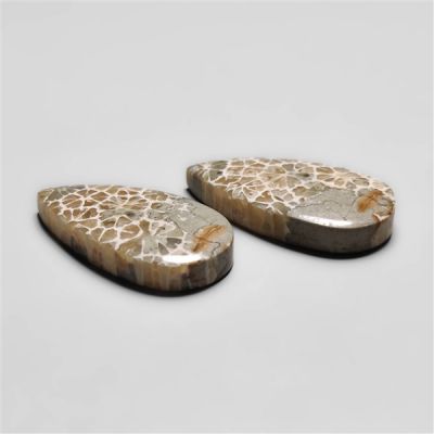 Fossil Corals Pair