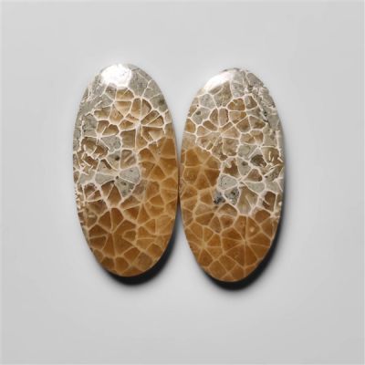 Fossil Corals Pair