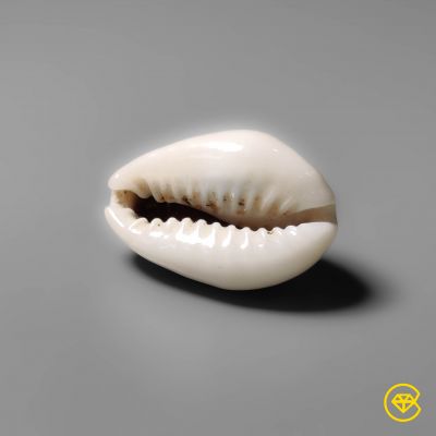 Cowrie Shell