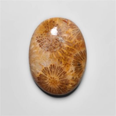 Fossil Coral Cabochon-N20320