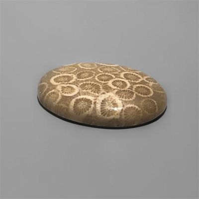 Fossil Coral