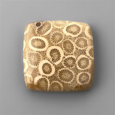 fossil-coral-n2911