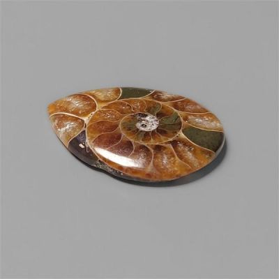 ammonite-fossil-n5413
