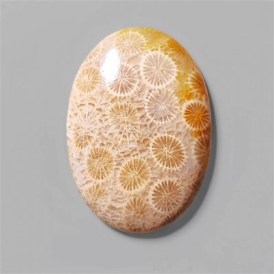 Fossilized Coral Cabochon-N7153
