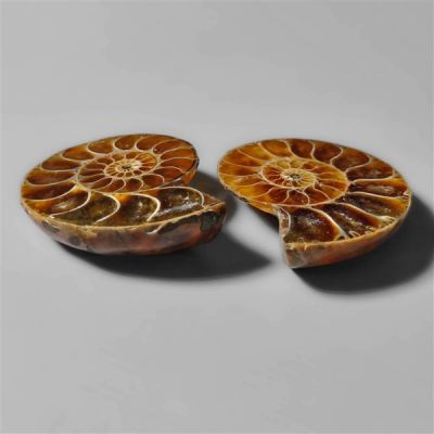 ammonite-fossil-pair-n9121