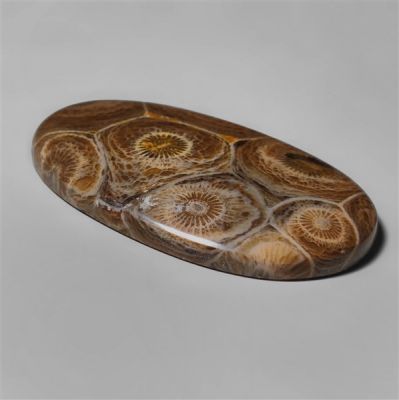 moroccan-fossil-coral-n9815