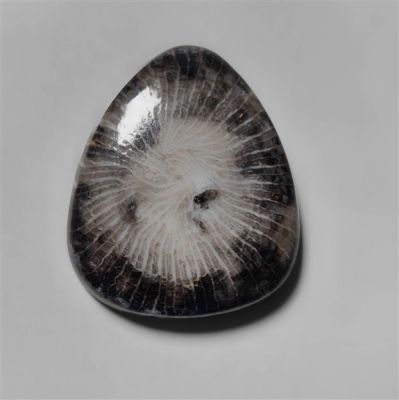 black-fossilised-coral-n9820