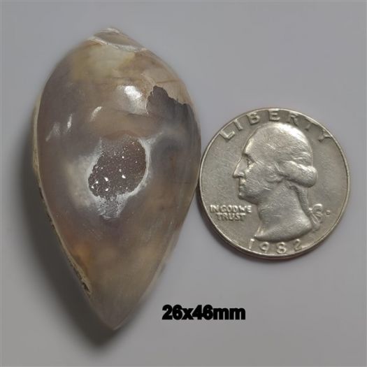 Rare Snail Shell Druzy