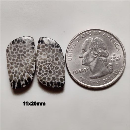 Black Fossil Coral Pair