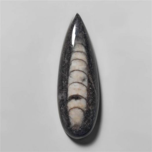 orthoceras-fossil-n10145
