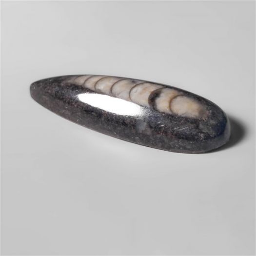 orthoceras-fossil-n10145