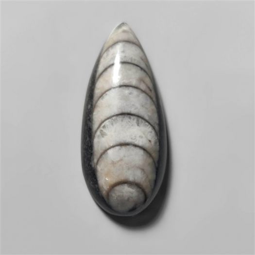 orthoceras-fossil-n10146