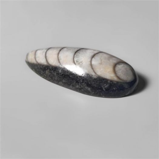 orthoceras-fossil-n10146