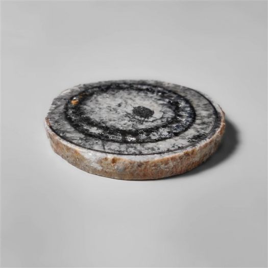 orthoceras-fossil-slice-n10246