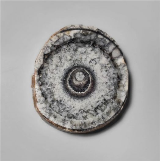 orthoceras-fossil-slice-n10252