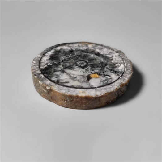 orthoceras-fossil-slice-n10253