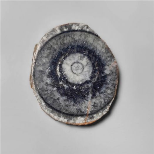 orthoceras-fossil-slice-n10255