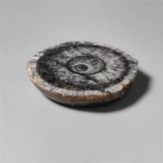 orthoceras-fossil-slice-n10257