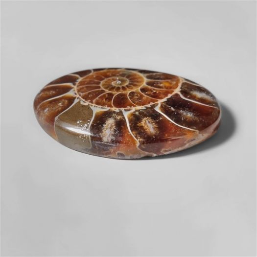 ammonite-fossil-cabochon-n10275