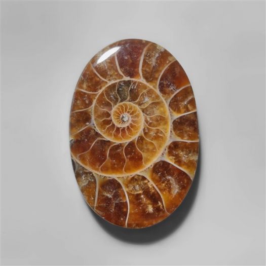 Ammonite Fossil Cabochon