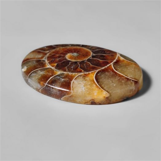 ammonite-fossil-cabochon-n10278