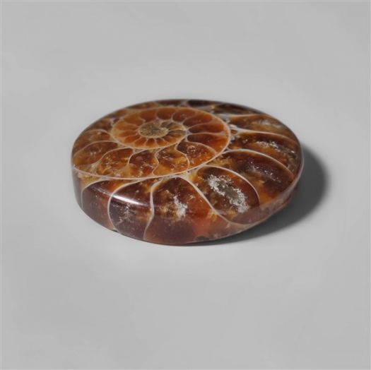 ammonite-fossil-cabochon-n10291