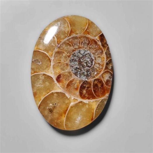 Ammonite Fossil Cabohcon