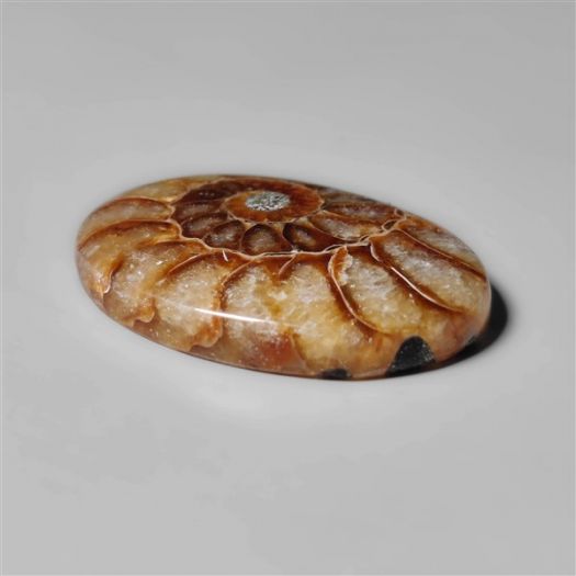 ammonite-fossil-cabohcon-n10438
