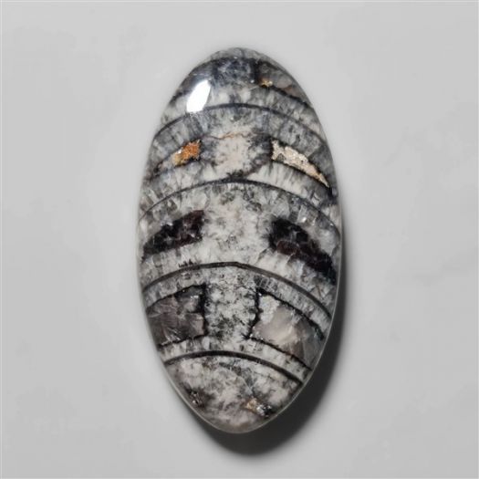 orthoceras-fossil-cabochon-n10491