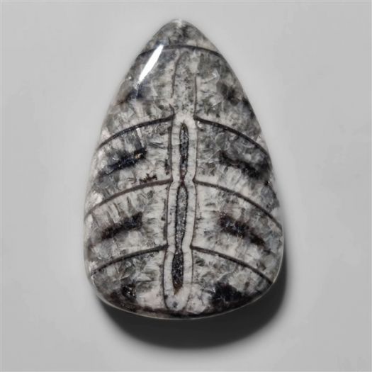 orthoceras-fossil-cabochon-n10496