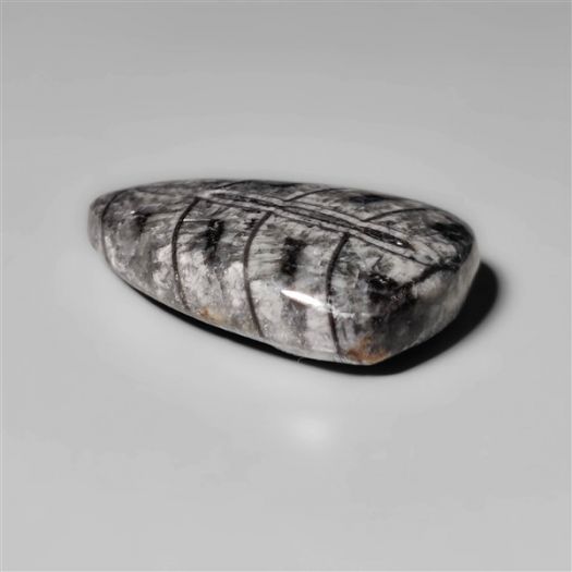 orthoceras-fossil-cabochon-n10496