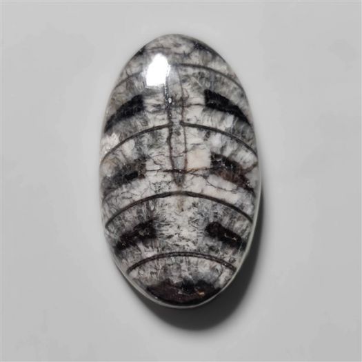 orthoceras-fossil-cabochon-n10497