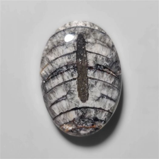 orthoceras-fossil-cabochon-n10499