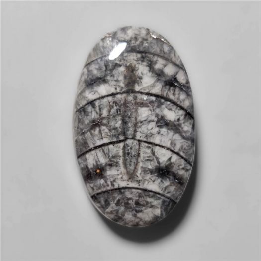orthoceras-fossil-cabochon-n10500